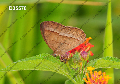 Capronnieria galesus